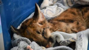 Puma Valentín permanece en estado delicado tras sufrir una fractura de cráneo