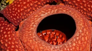 La gigantesca flor que sorprende en las selvas de Sumatra