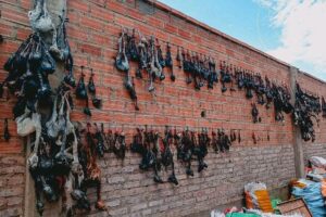 Decomisan cerca de 600 sullus de llama y tres quirquinchos disecados en Oruro