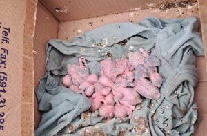 Rescatan a 14 loritos neonatos ante presunta venta de fauna silvestre en Santa Cruz