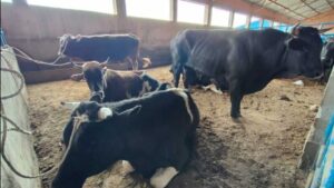 Mataderos de La Paz y El Alto reducen el faenado de res por presunto contrabando a Perú