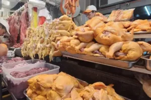 Avicultores reportan pérdidas por falta de diésel y caída del precio del pollo