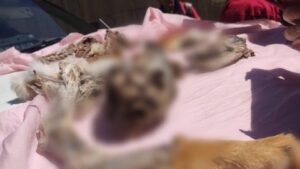 Fiscalía investiga presunta venta de carne de zorro en El Alto