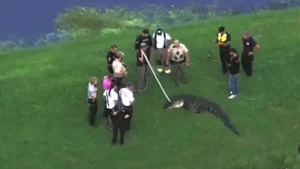 Hombre de 71 años fallece tras ataque de un caimán en Florida