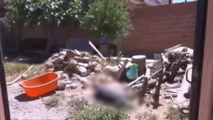 Investigan la muerte de cuatro perros y posibles intentos de robo en Cochabamba