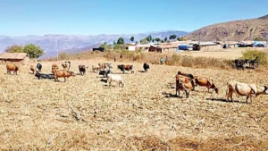 Bolivia prevé alerta nacional ante emergencias climáticas en cuatro departamentos