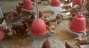 Investigación de Agronomía de la UTO evalúa niveles de energía y proteína en gallinas ponedoras