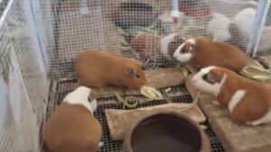 Centro CIPAM de la UTO fortalece la formación académica y la investigación en animales menores