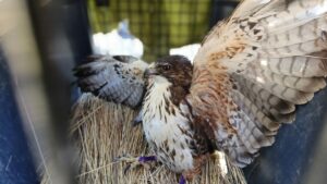 Liberan a un aguilucho de garganta blanca tras meses de rehabilitación en La Paz