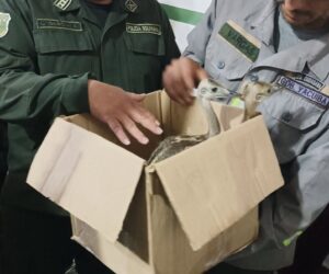 Rescatan a dos ñandúes y 14 periquitos australianos en Yacuiba