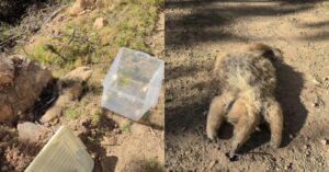 Hallan sin vida a un oso melero en los bosques de Punilla, Chuquisaca