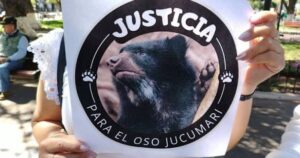 Caso oso jucumari: activistas denuncian presuntas maniobras para dilatar el juicio