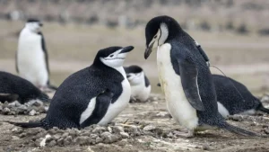 La mayor colonia de pingüinos barbijo pierde casi dos tercios de su población