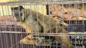Propietaria de animales rescatados en Alto Cochabamba enfrenta audiencia cautelar