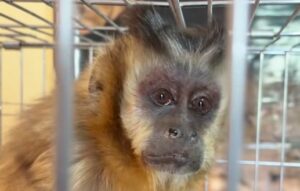 Rescatan a cinco animales silvestres que vivían en condiciones de maltrato en Cochabamba